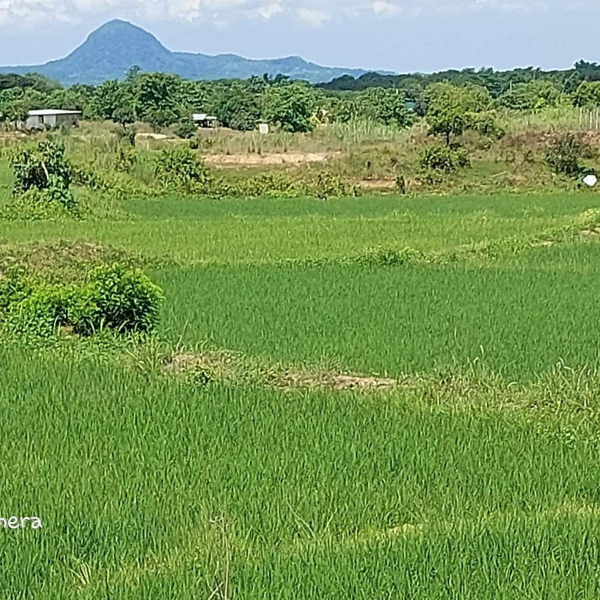 24000 sqm Agricultural Farm For Sale in Umingan Pangasinan [Lot 🚜