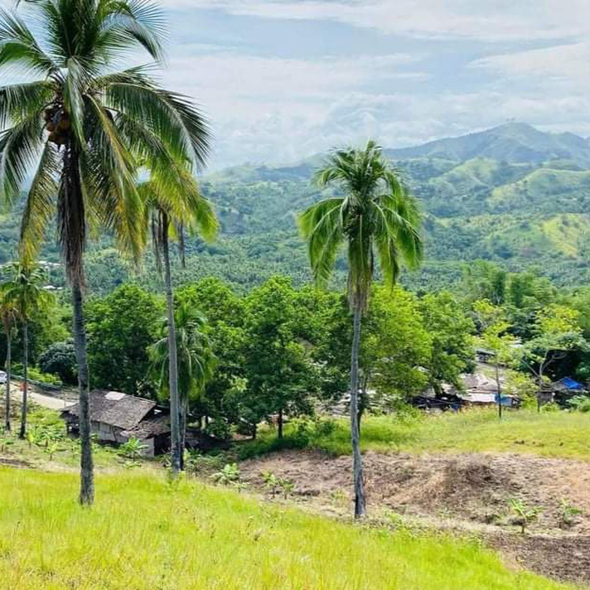 15,034 sqm Orchard Agri Farm For Sale in Carmen Agusan del Norte [Lot 🚜
