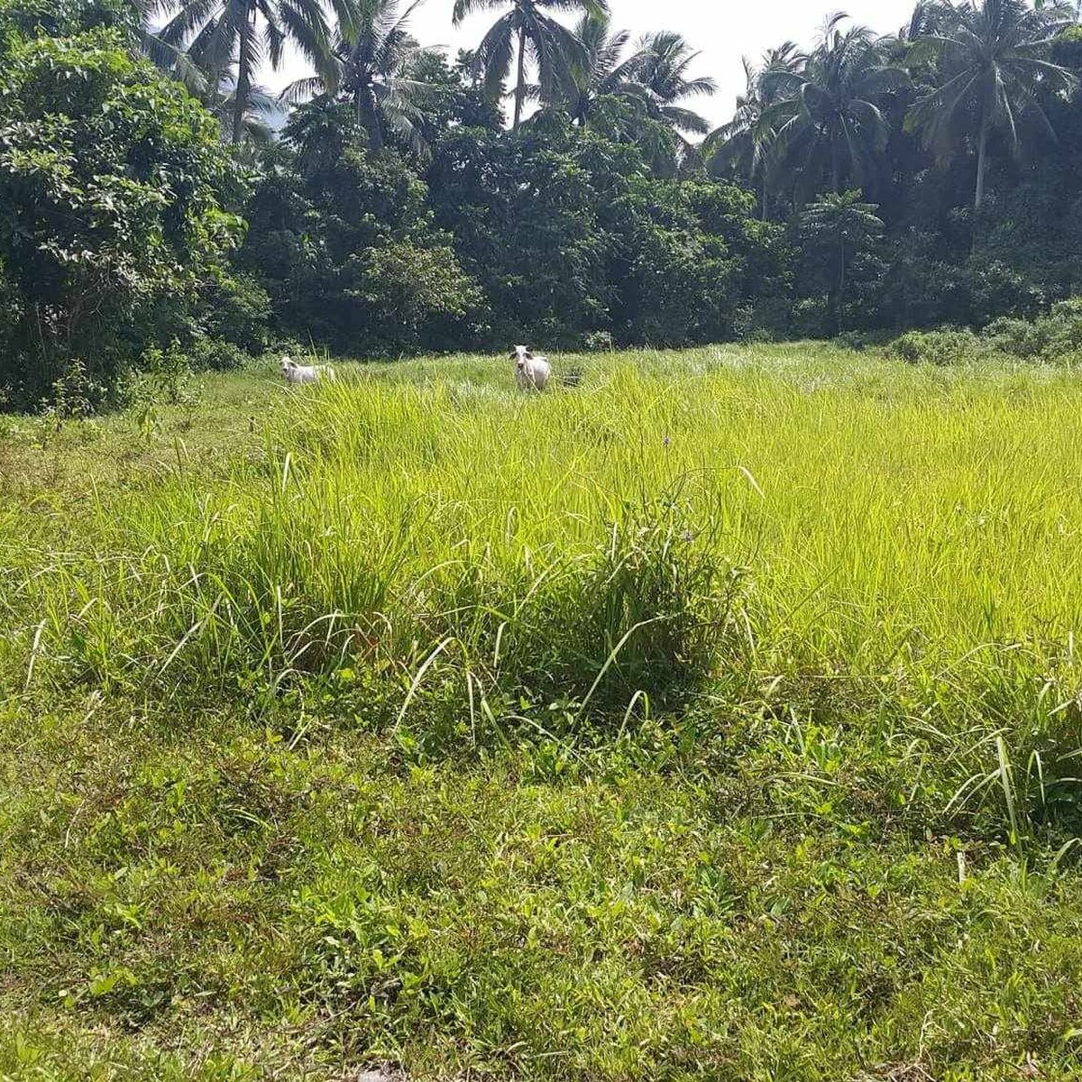 1,500 sqm Residential Farm For Sale in Batangas [Lot 🚜] (August 2024) in Cuenca, Batangas for sale