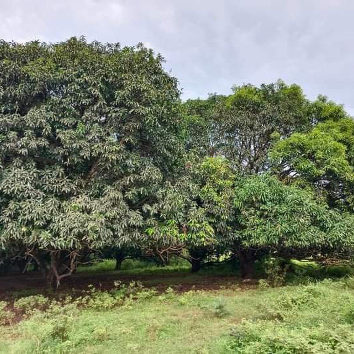 500sqm Mango Farm Lot [Lot 🚜] (August 2024) in Umingan, Pangasinan for sale