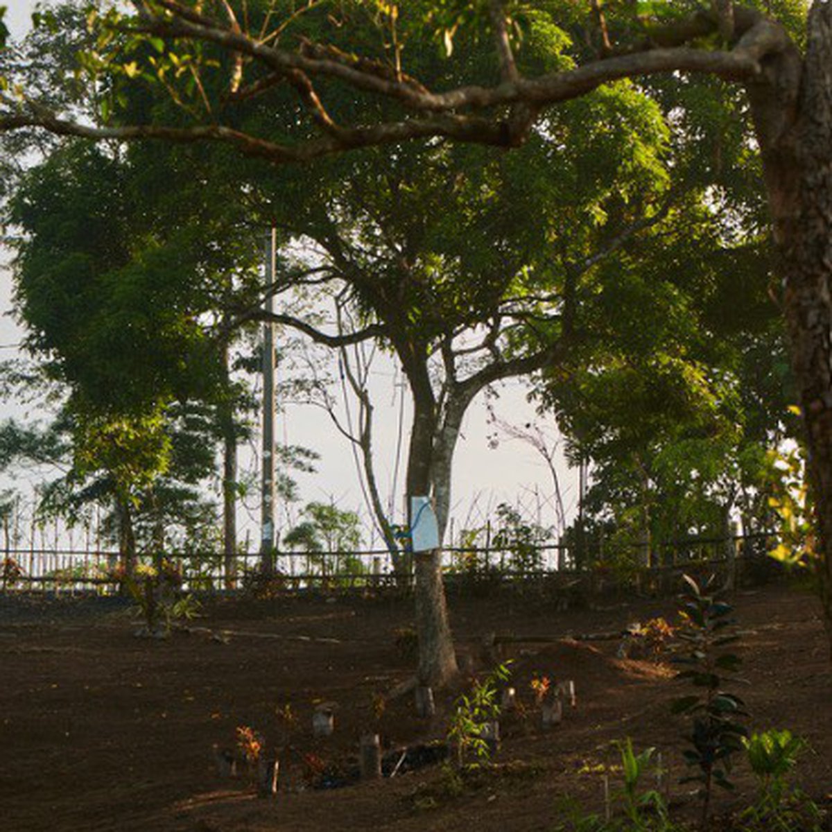 Farm and resort lot in caliraya cavinti 18.6m nego [Lots 🚜] (September