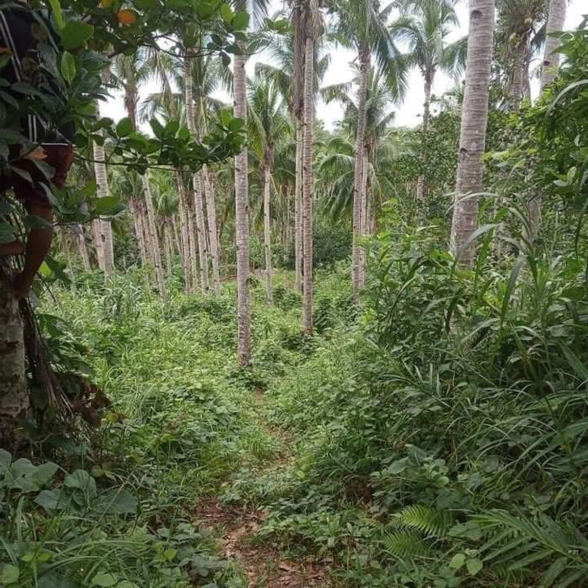 43,798 sqm Agricultural Farm for Sale in San Jose Camarines Sur [Lot 🚜
