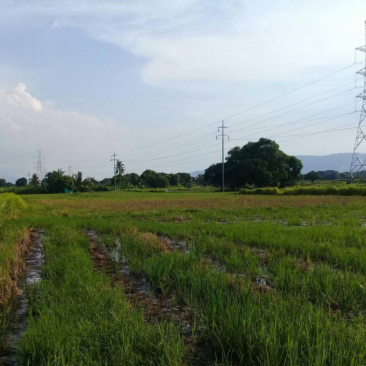 10061 sqm Agricultural Farm For Sale in Abucay Bataan [Lot 🚜] (January