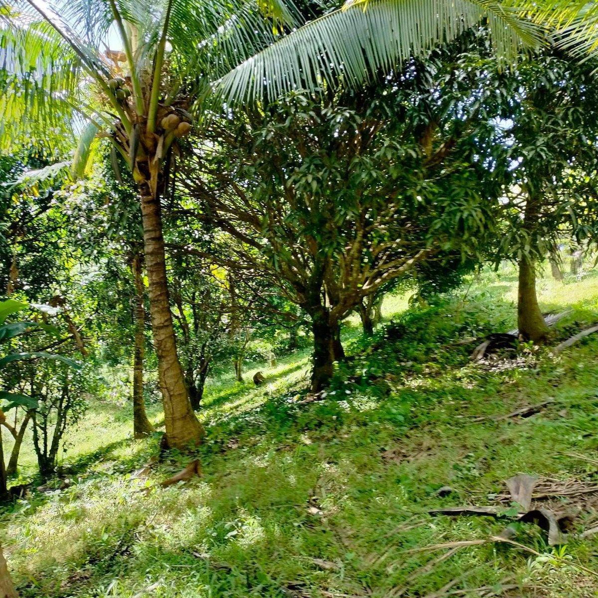 Affordable installment farmlot for sale in pililla rizal [Lot 🚜 ...