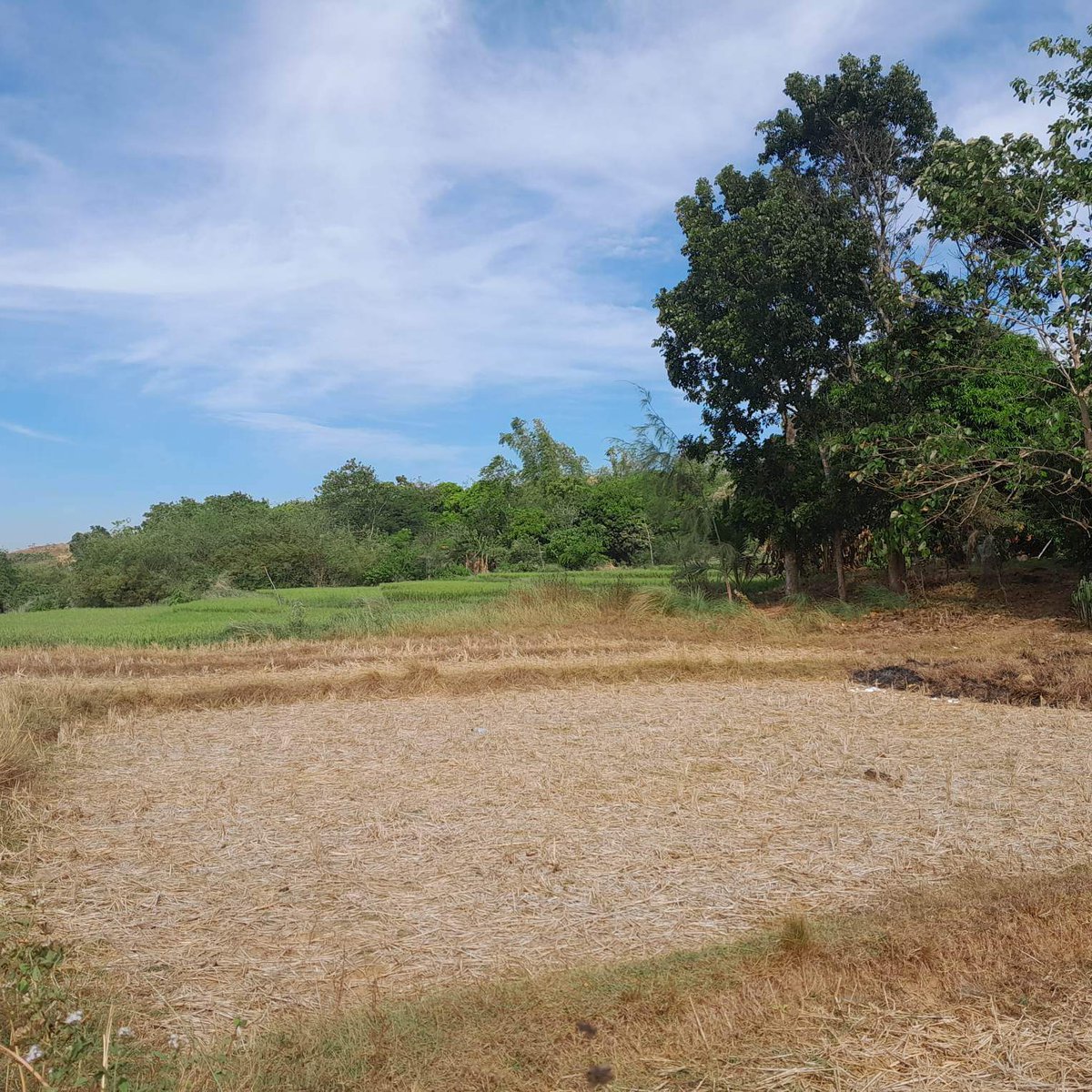 170000 sqm Agricultural Farm For Sale in Sual Pangasinan [Lot 🚜
