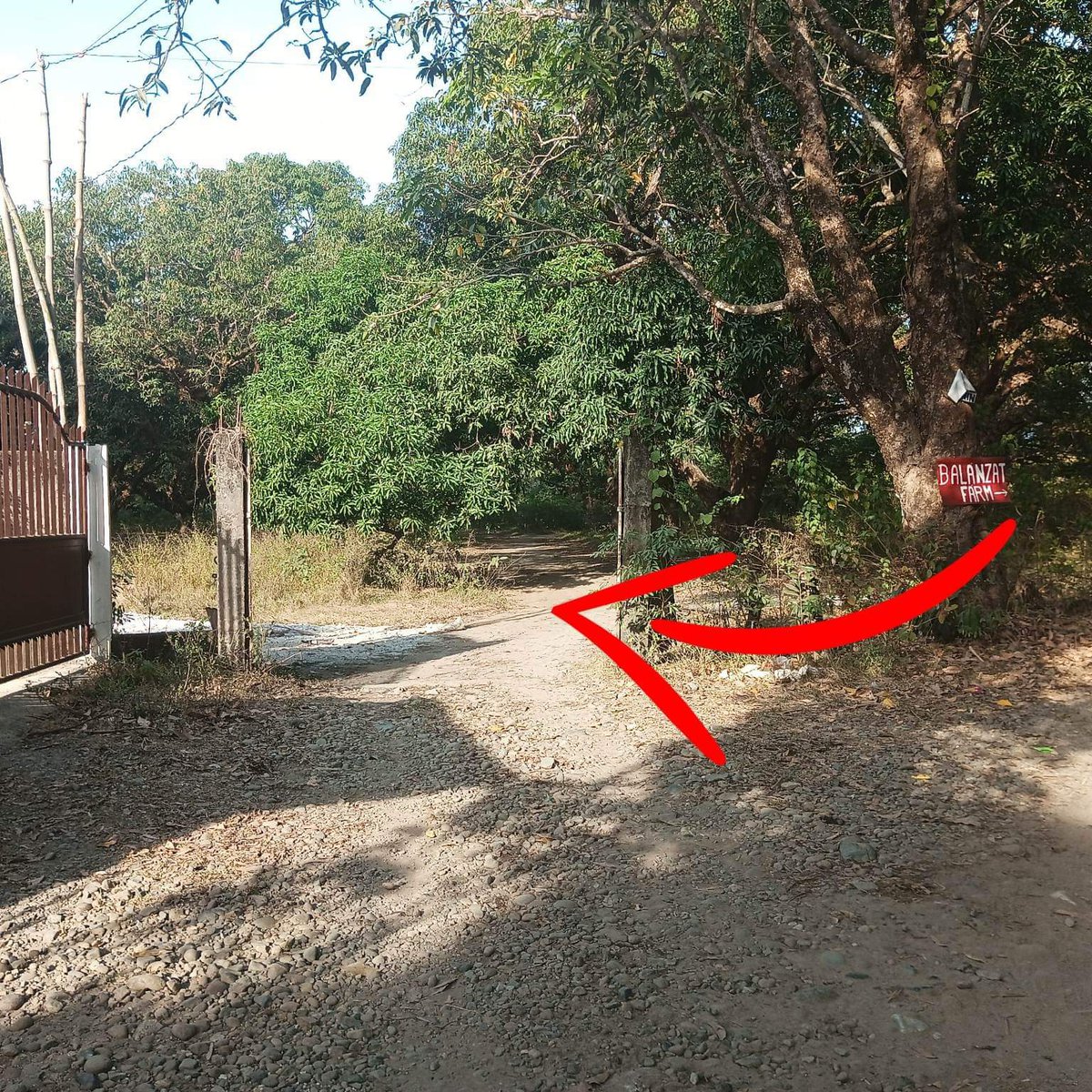 500K only!!!! 470 sqm Residential Lot For Sale in Iba Zambales [Lot 🚜