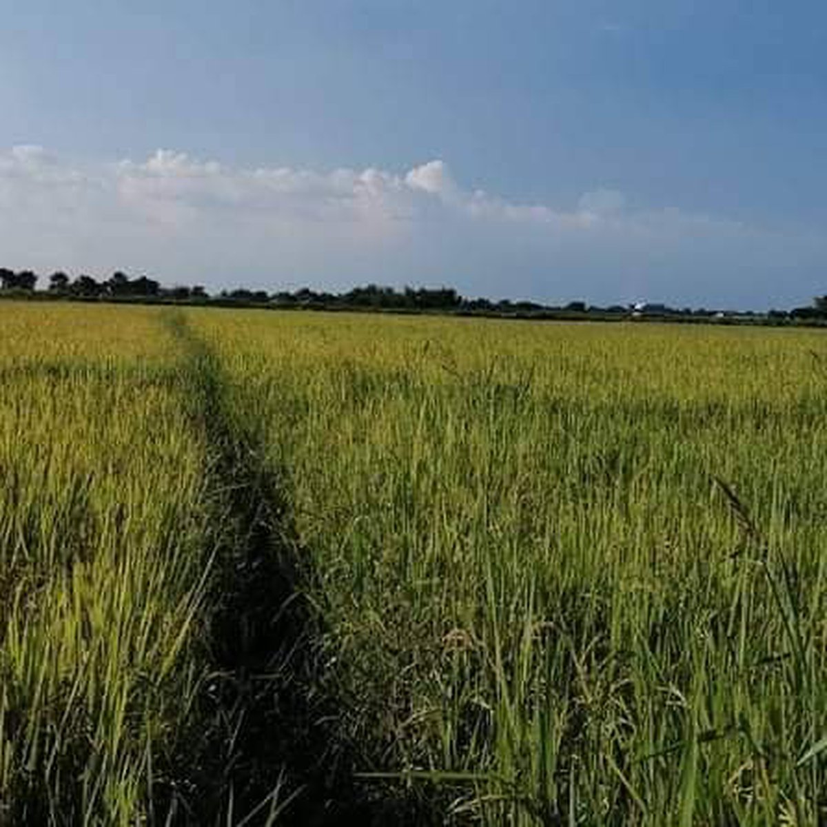 33160 sqm Agricultural Farm For Sale in tplex Concepcion Tarlac [Lot 🚜