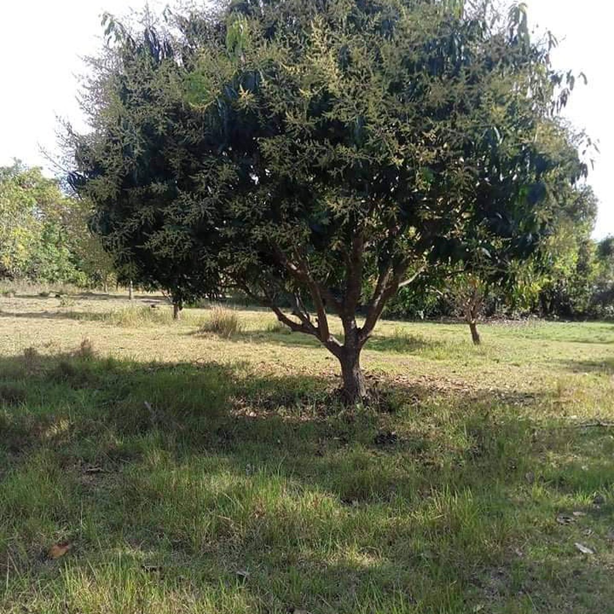 105,000sqm AGRICULTURAL FARM For Sale in Candelaria Zambales [Lot 🚜] (September 2024) in