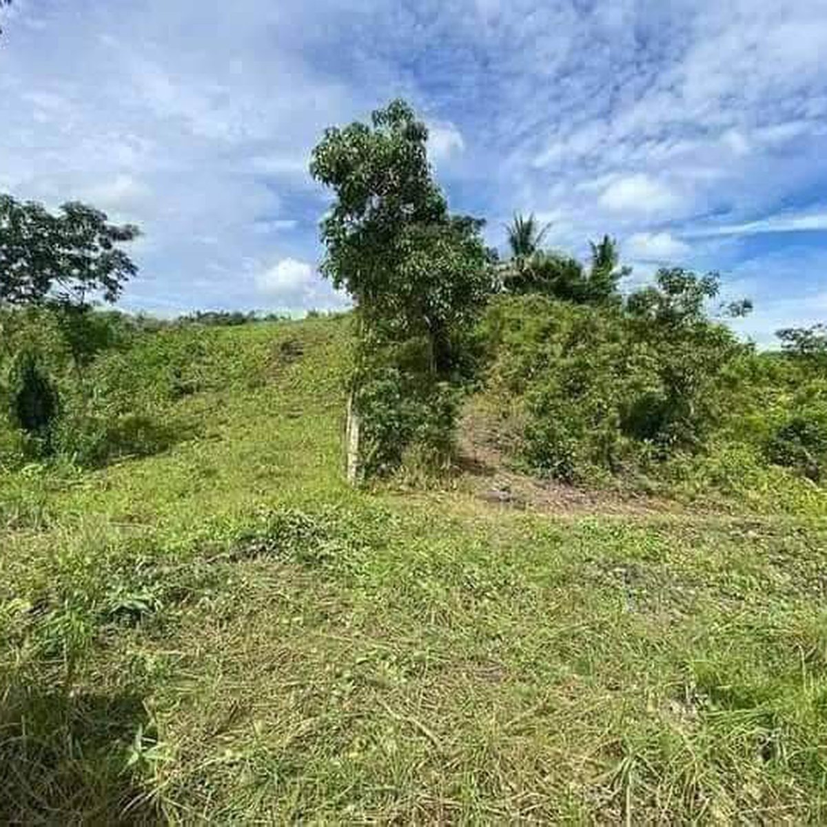 Very Affordable Residential Lot in Bohol [Lot 🚜] (May 2023) in Cortes ...