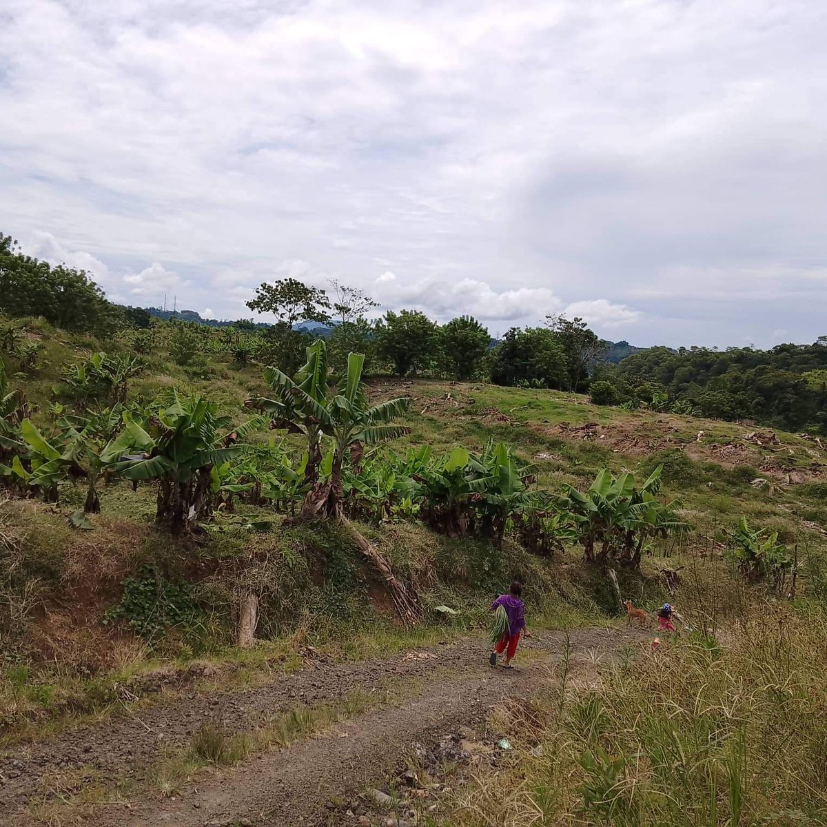 AGRICULTURAL FARM FOR SALE IN DAVAO CITY!! [Lot 🚜] (January 2023) in