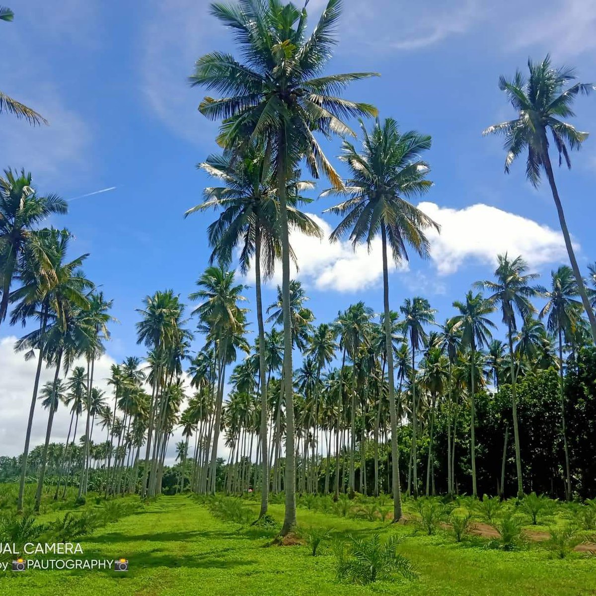 1000 SQM COCONUT FARM ALONG THE HI-WAY IN CABAY TIAONG QUEZON [Lots 🚜 ...