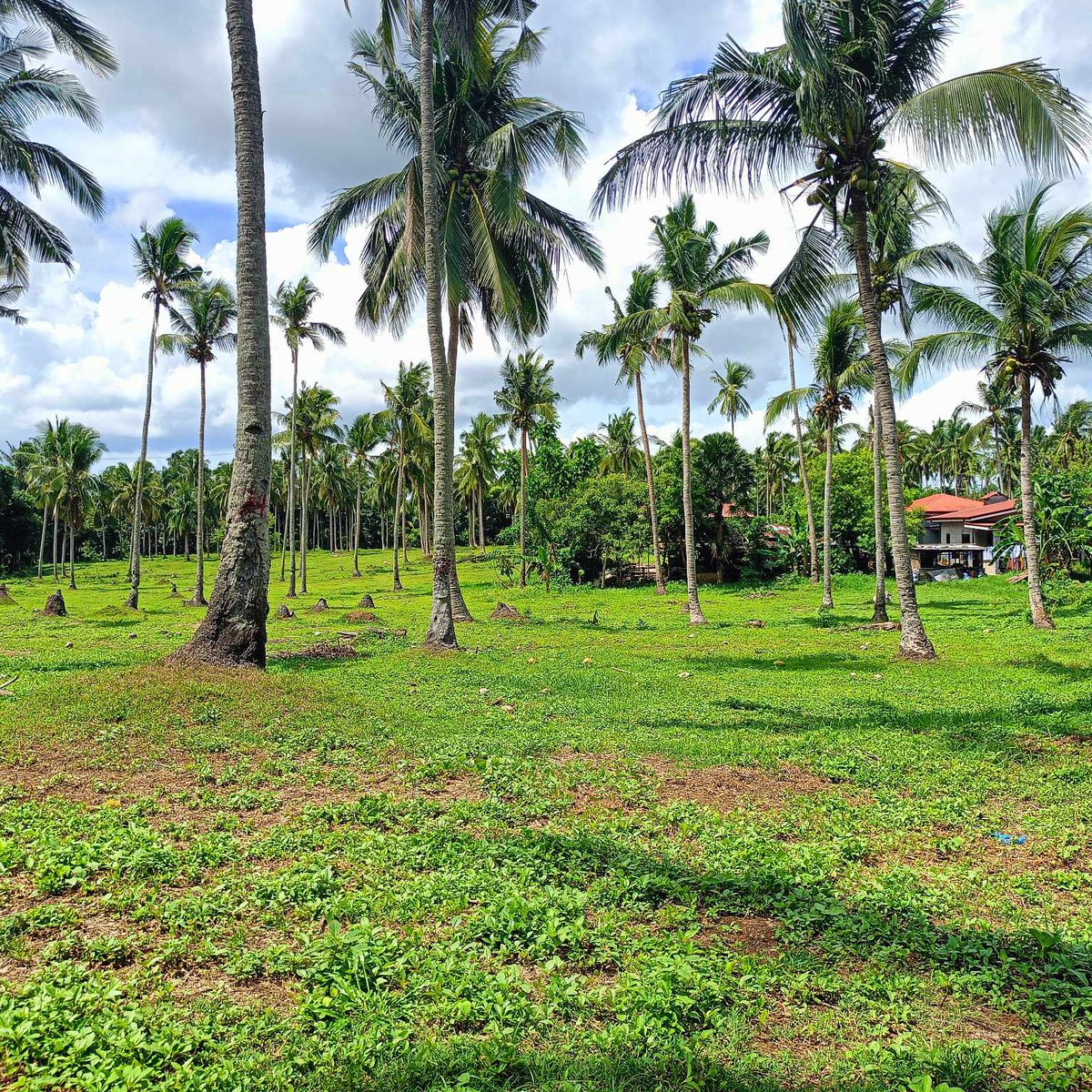 80 sqm Residential Lot For Sale in Batangas [Lot 🚜] (March 2024) in Batangas City, Batangas for sale