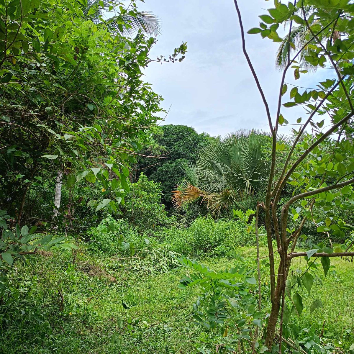 100 sqm Raw Land For Sale in Norzagaray Bulacan [Lot 🚜] (January 2024