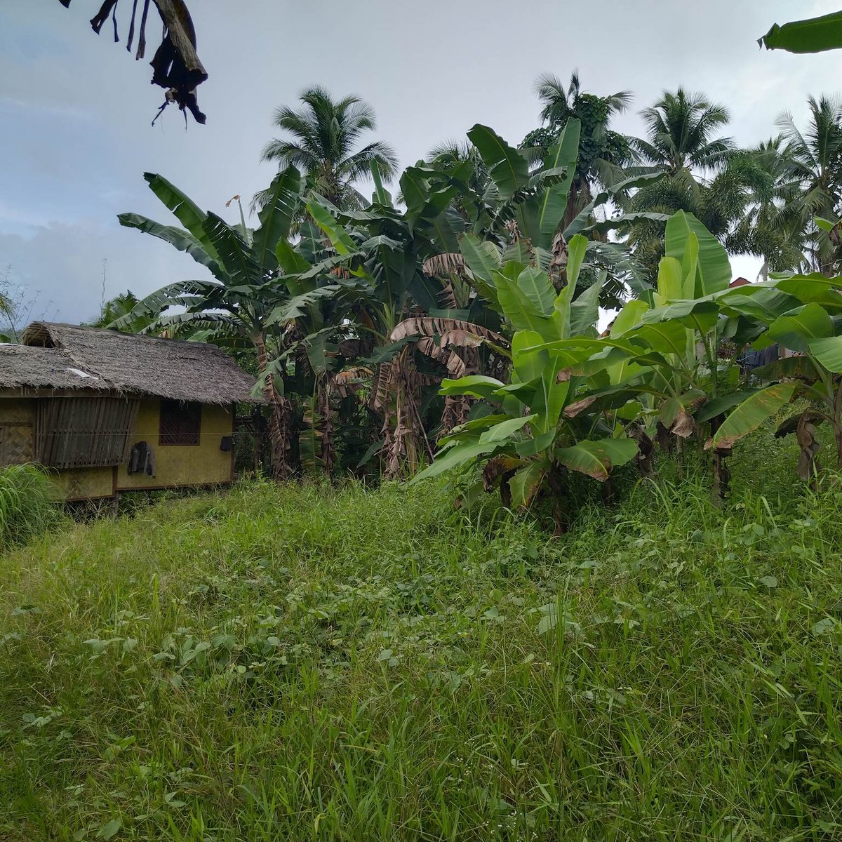 600 sqm Lot For Sale in Port Barton ,San Vicente Palawan [Lot 🚜