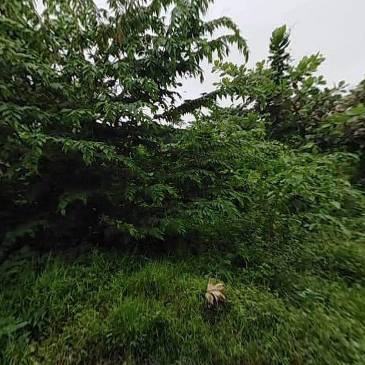 695 sqm Commercial Lot For Sale in Lingayen Pangasinan [Lot 🚜] (June