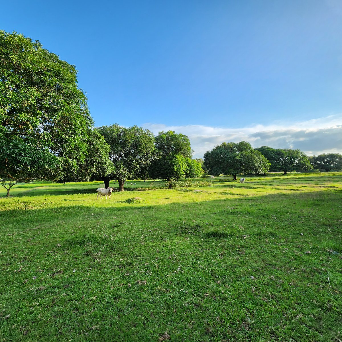 1ha8.25 hectares Agricultural Farm For Sale in Malasiqui Pangasinan [Lot 🚜] (September 2024) in