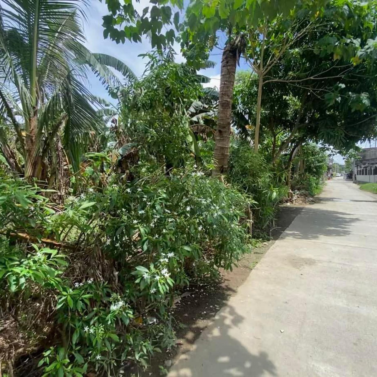 823 sqm Residential Lot For Sale in Rosales Pangasinan [Lot 🚜