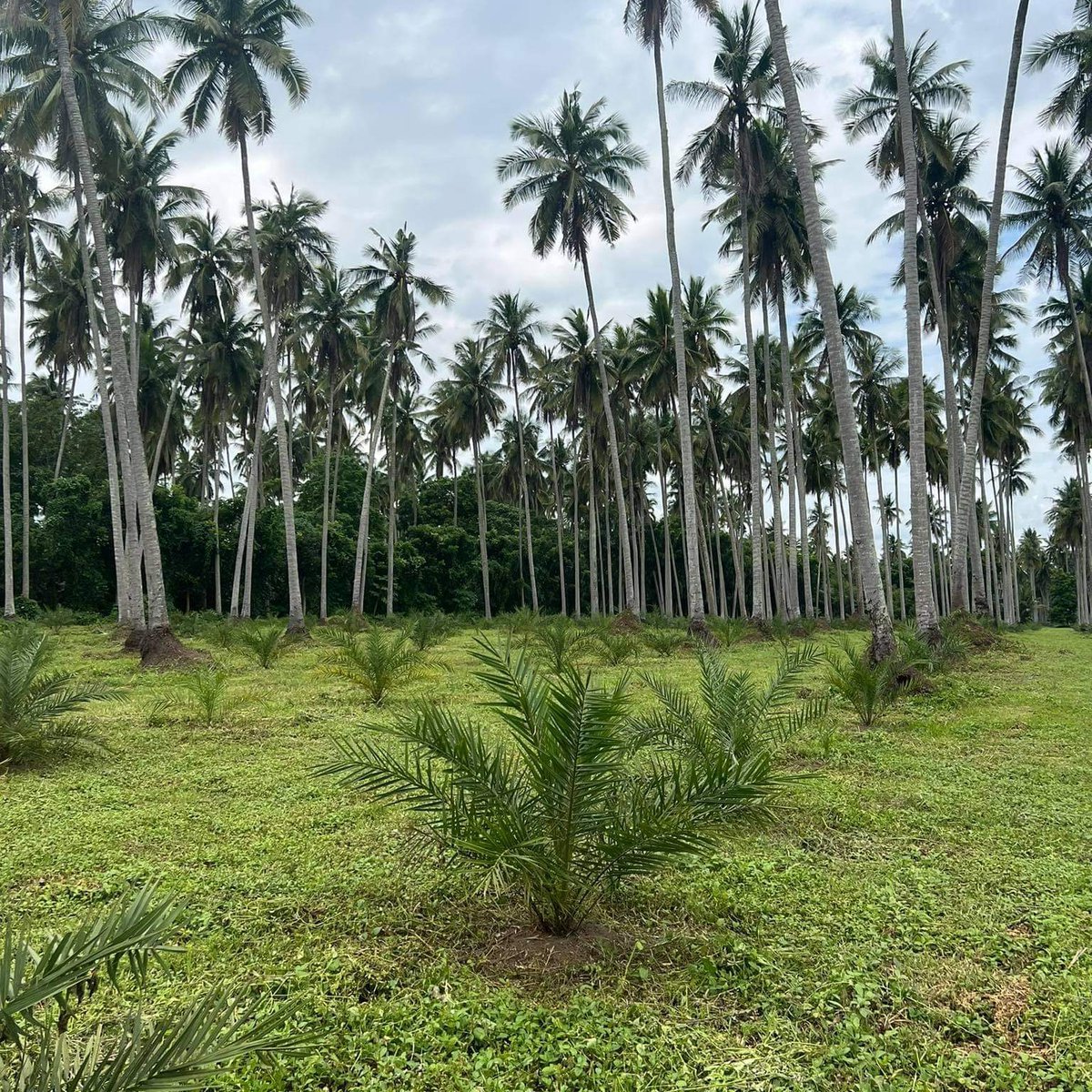 Farm Lot For Sale in Quezon Province 1,500 per sqm. [Lot 🚜] (September 2022) in Tiaong, Quezon