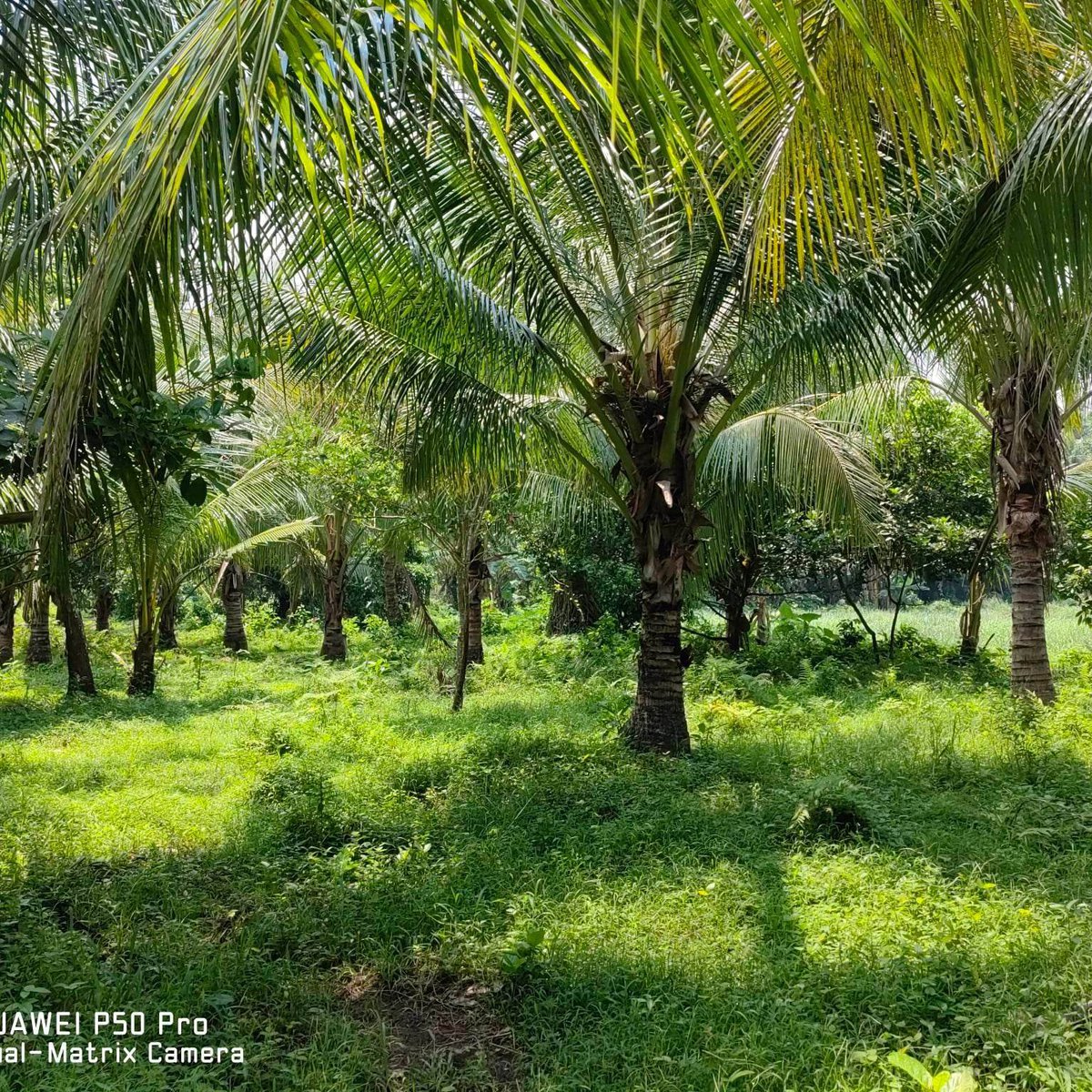 1.18 hectares Agricultural Farm For Sale in San Pablo Laguna [Lot 🚜 ...