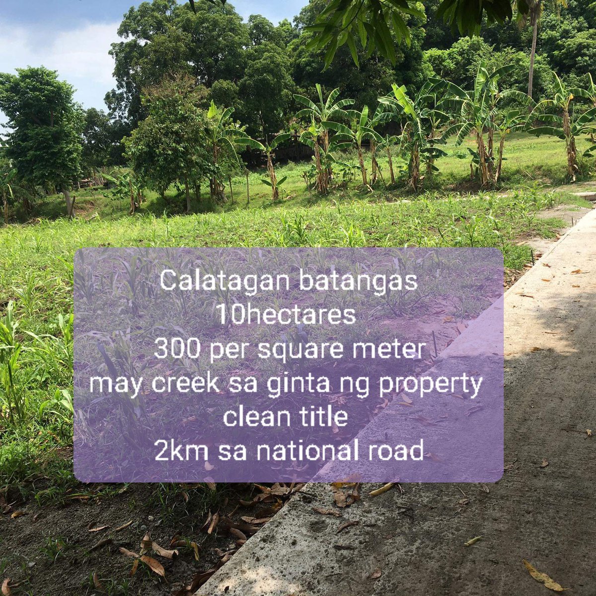 300per sqm ,10hectares,farm lot at calatagan batangas [Lot 🚜] (August