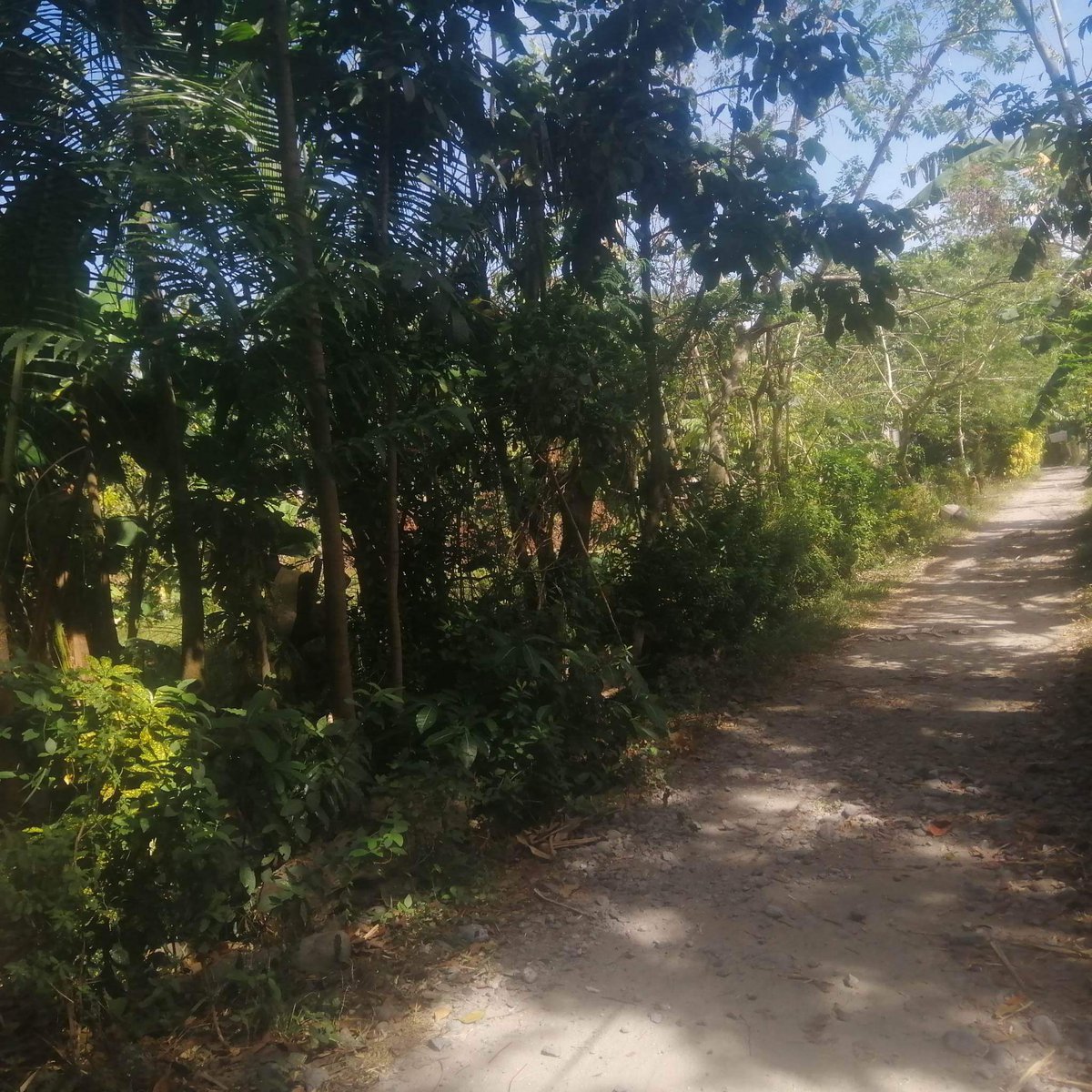 30000 sqm Agricultural Farm For Sale in Bugallon Pangasinan [Lot 🚜] (August 2024) in Bugallon