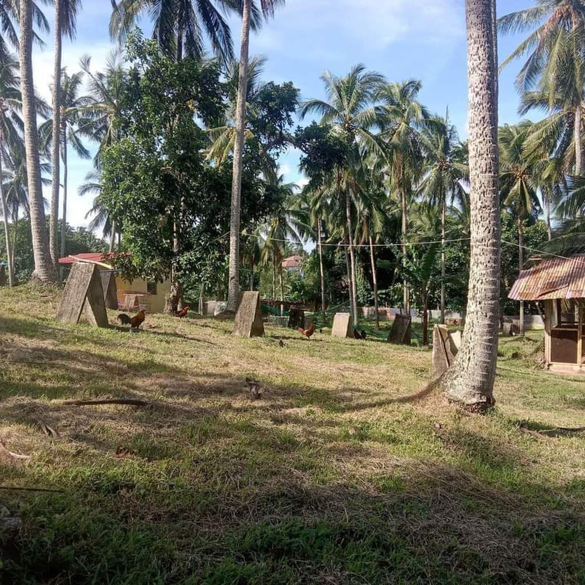 Farm House in Cuenca Batangas [Lot 🚜] (August 2024) in Cuenca, Batangas for sale