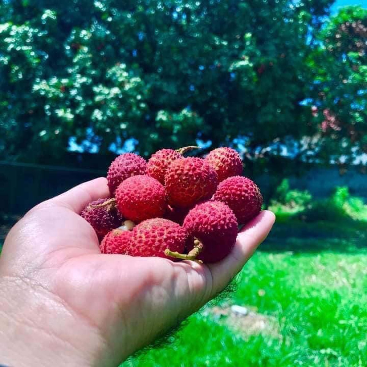 195 sqm Exclusive Residential Farm Lots For Sale in Lubao Pampanga [Lot