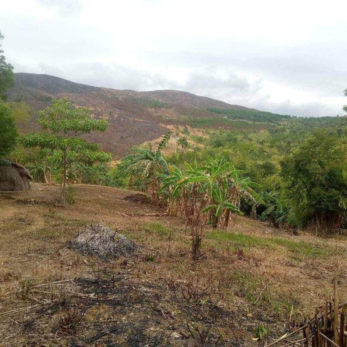 50000 sqm Agricultural Farm For Sale in Aguilar Pangasinan [Lot 🚜