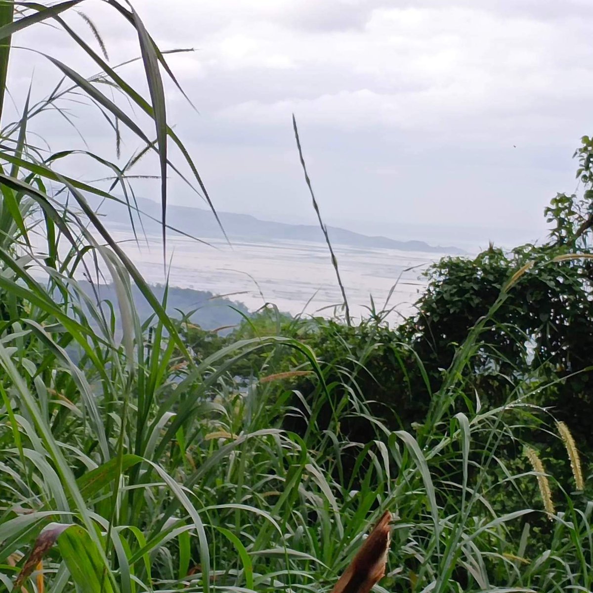 FARM LOT IN TANAY RIZAL [Lot 🚜] (July 2023) in Tanay, Rizal for sale