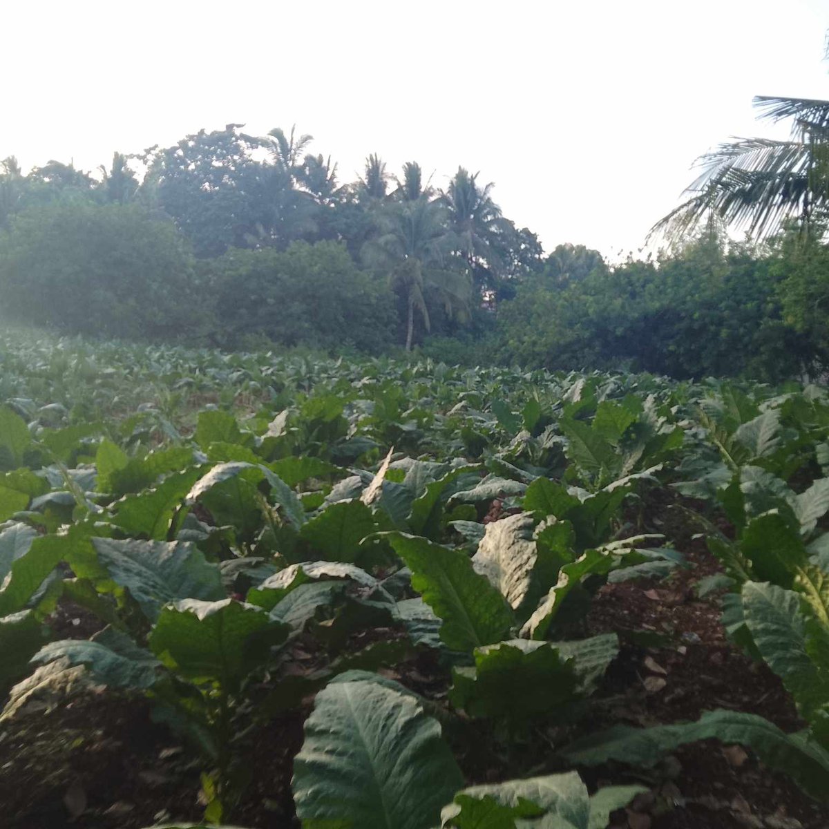 3hectares agricultural farm for sale in Gitagum, misamis oriental [Lots