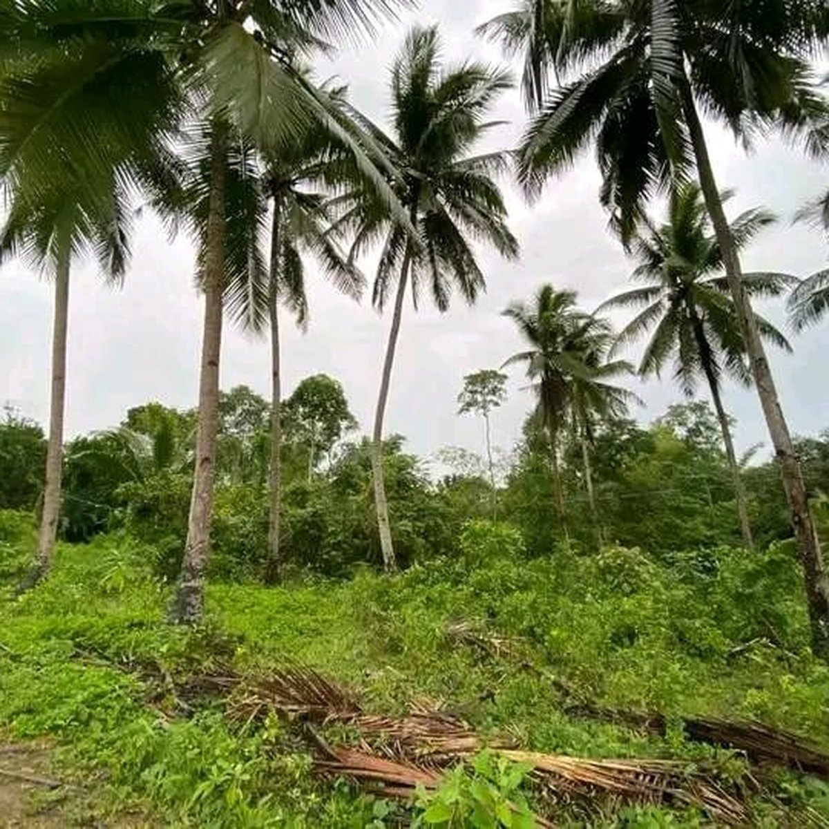 GUIMARAS FARM LOT!!(100k price only) [Lot 🚜] (January 2024) in San