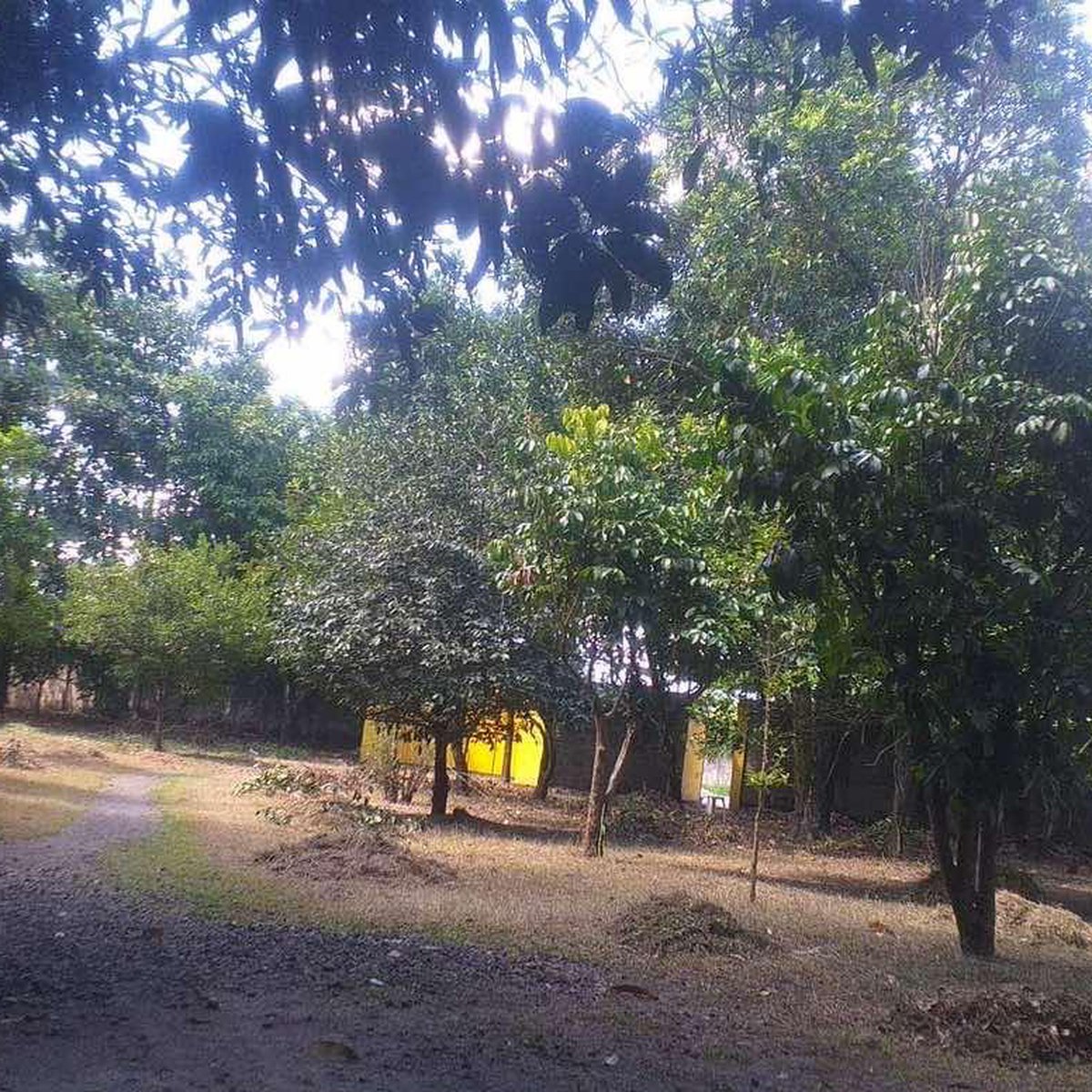 Residential Farm with fruit bearing trees [Lot 🚜] (February 2024) in