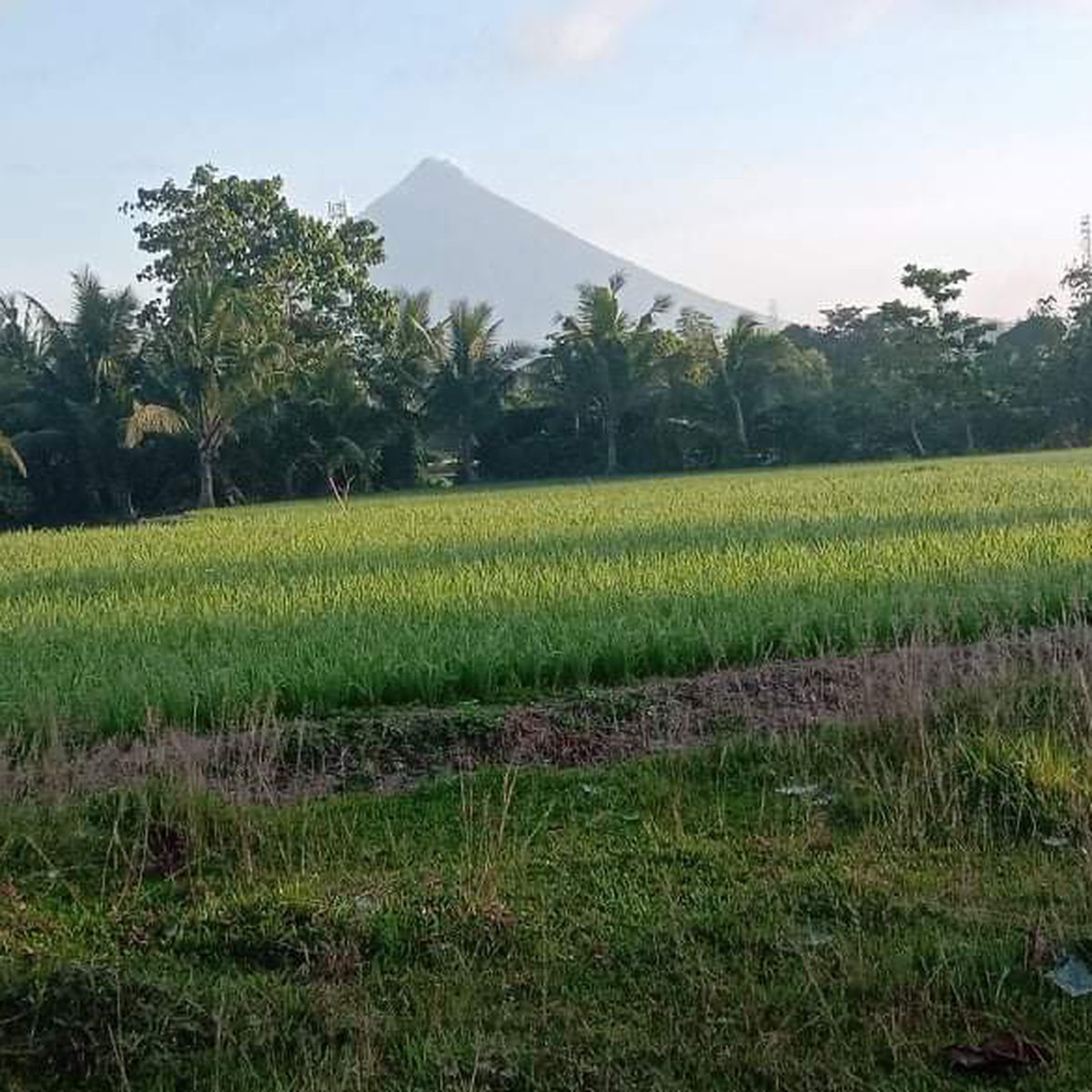 Agricultural Farm for sale 15 mins away from Bicol Intr'l Airport [Lot