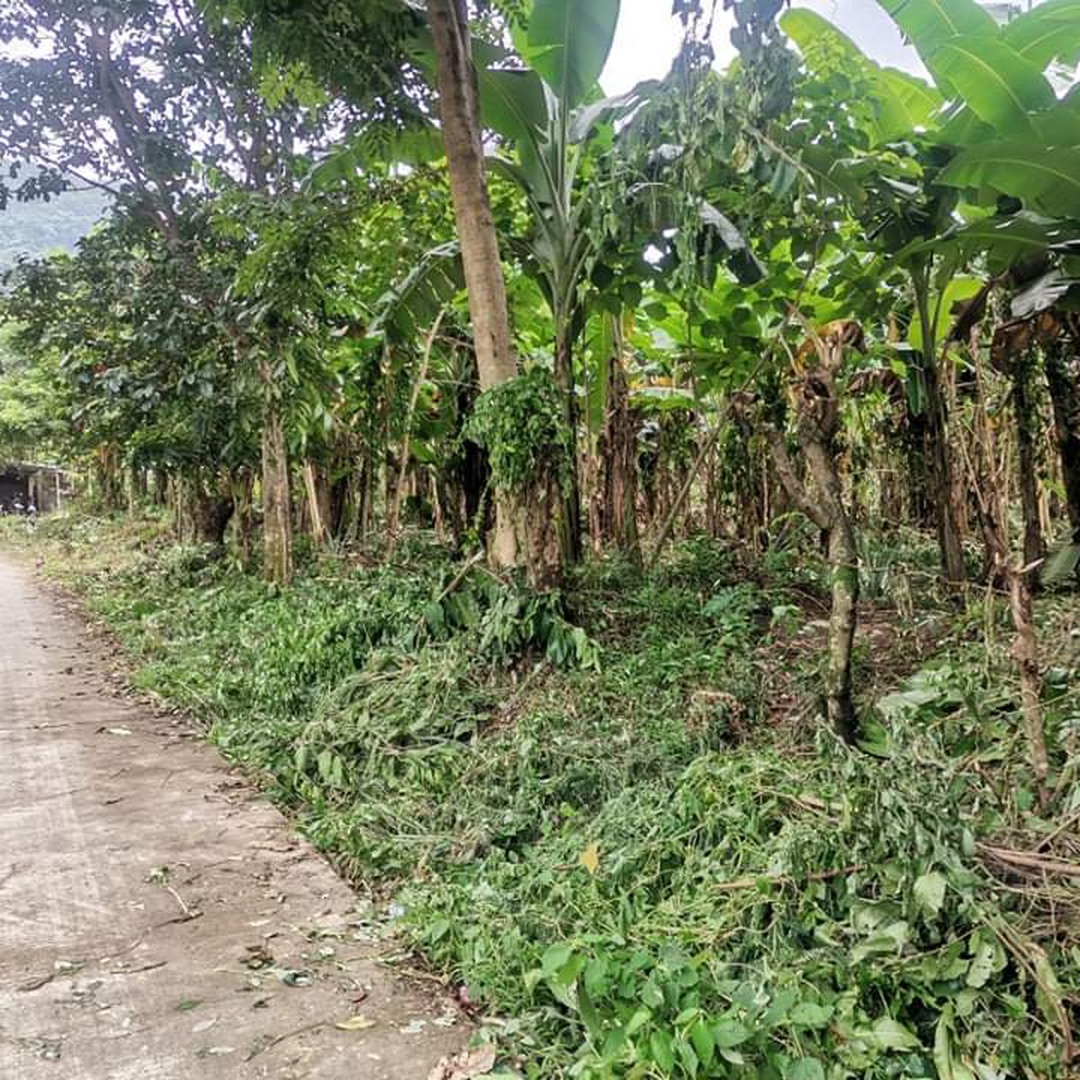 Farm Lot for Sale in Pililla Rizal [Lot 🚜] (June 2022) in Pililla