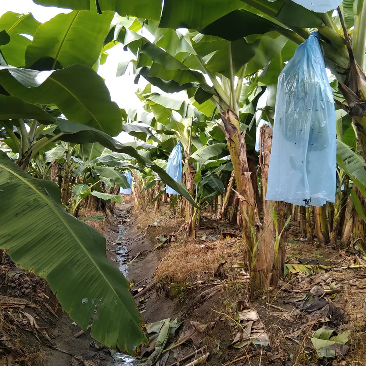 I am selling my banana plantation located at Carmen Davao del norte