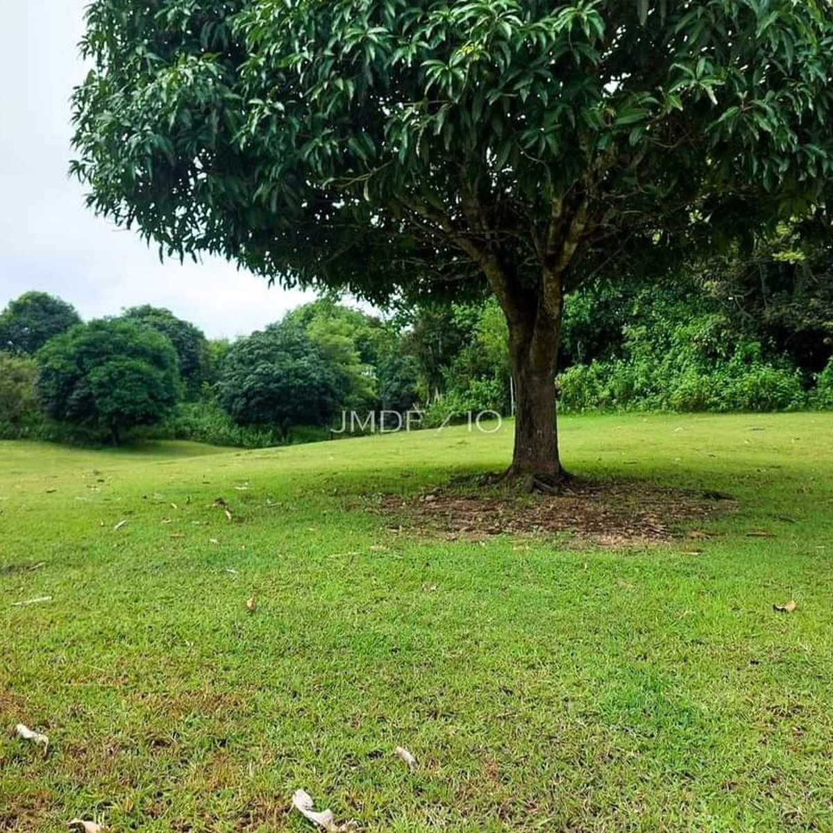 160000 sqm Mango Farm For Sale in Balungao Pangasinan [Lot 🚜] (August