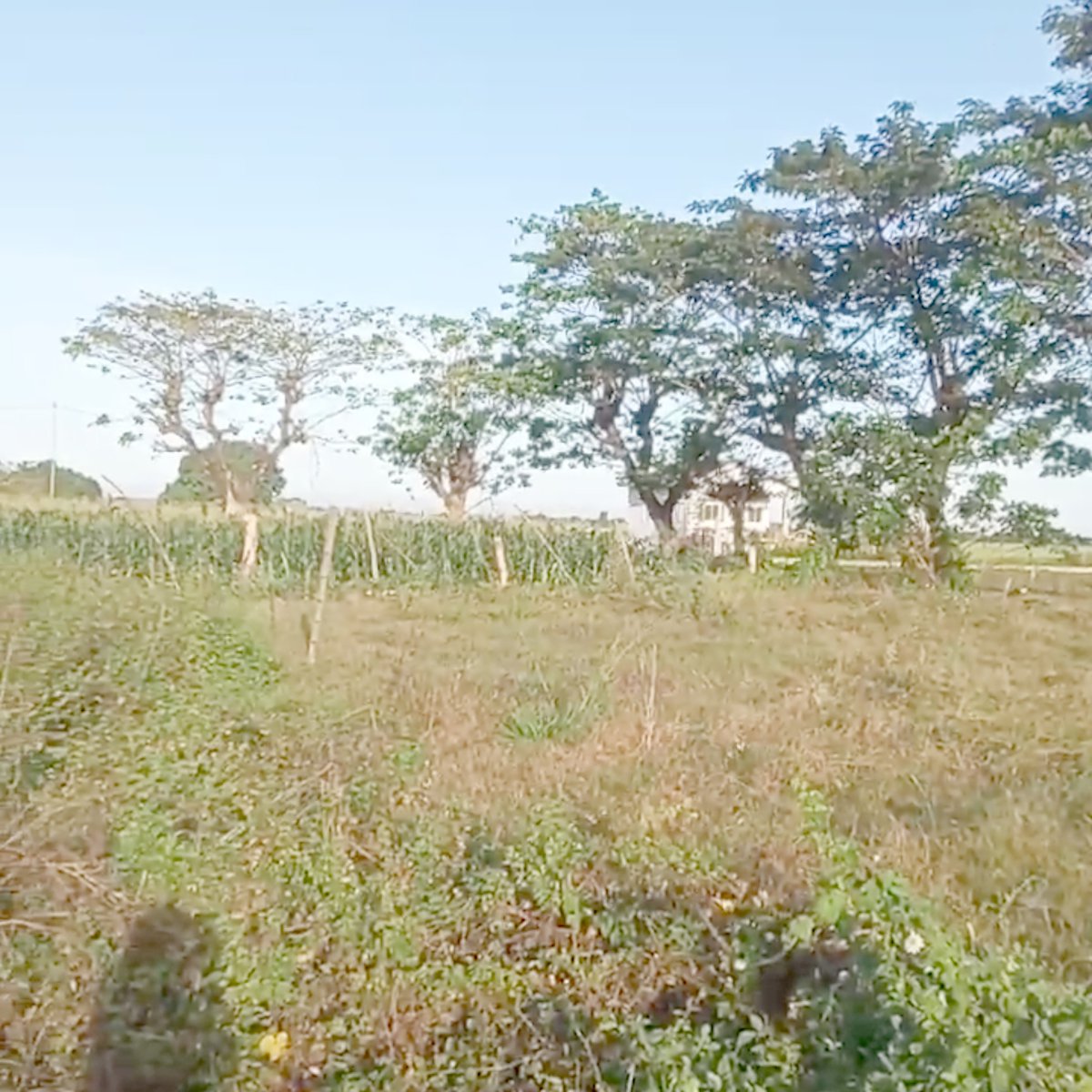 300sqm ResidentialnLot for Sale in Jaen, Nueva Ecija [Lot 🚜] (March