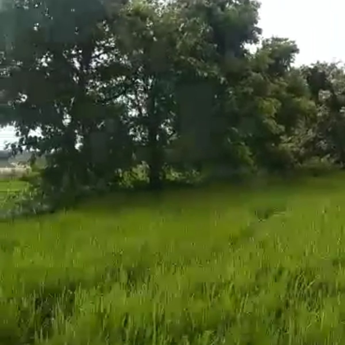 81357 sqm Agricultural Farm For Sale in Mangatarem Pangasinan [Lot 🚜] (August 2024) in