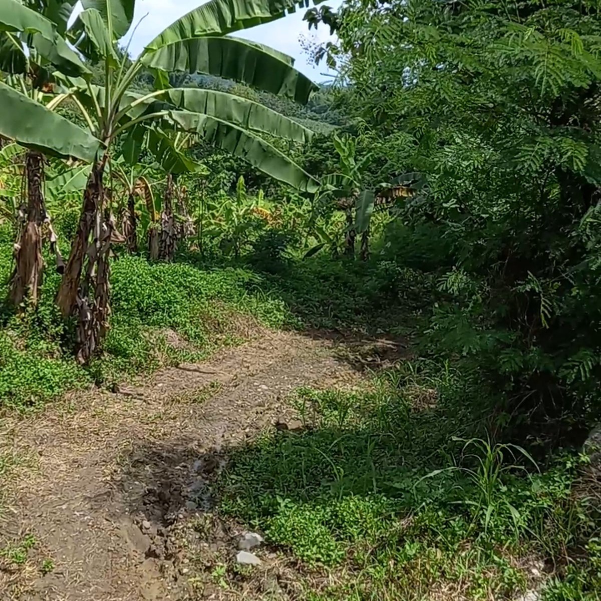 1 hectare agricultural farm for sale in cabatuan IloIlo [Lot 🚜] (March