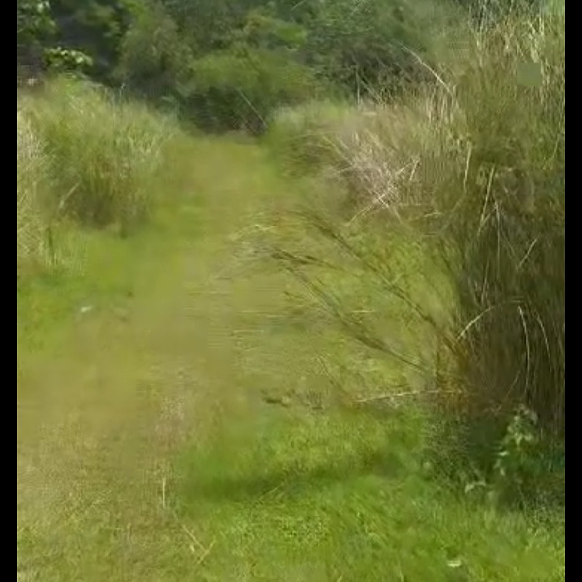 5 hectares Agricultural Farm For Sale in Mangatarem Pangasinan [Lot 🚜