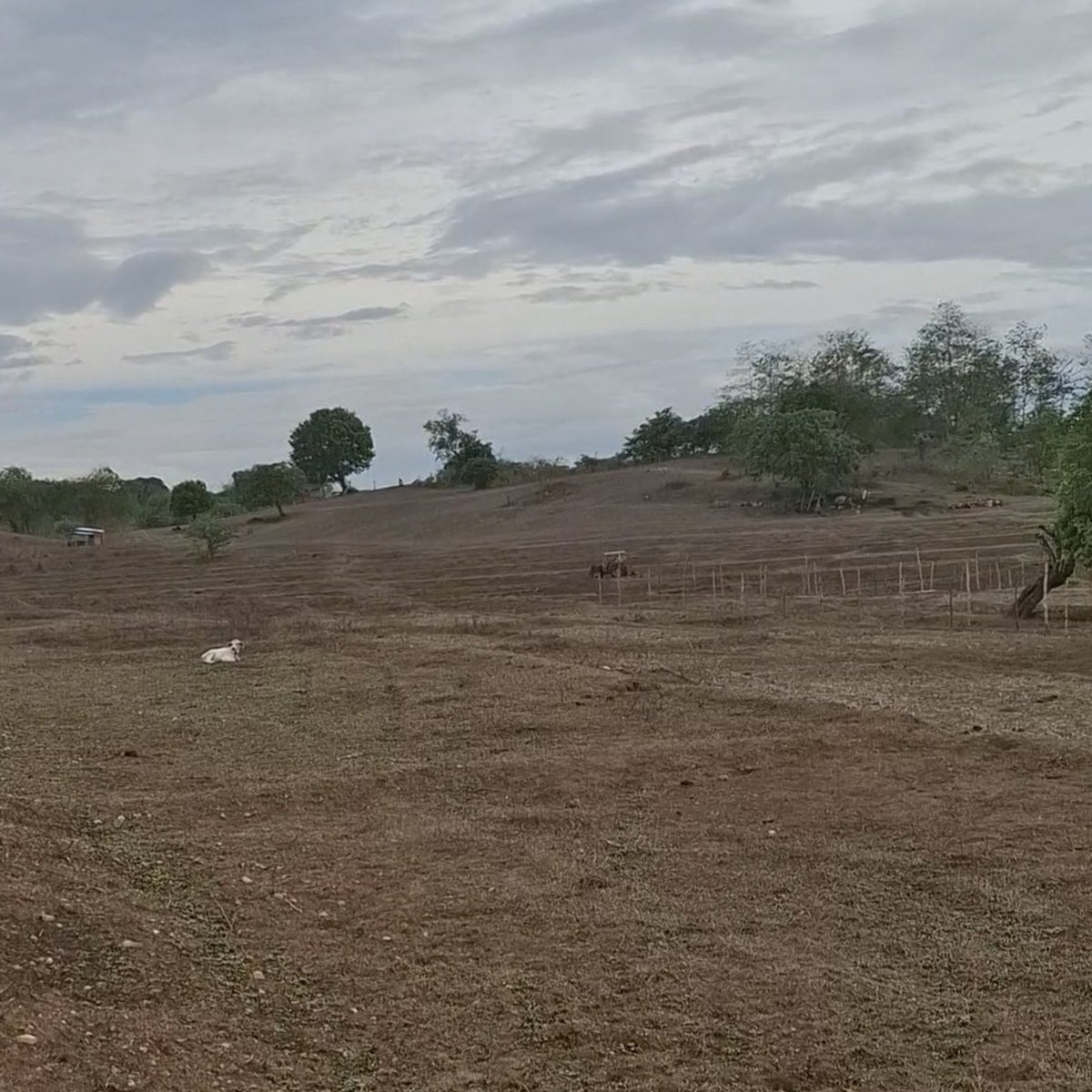 5 hectares Agricultural Farm For Sale in Balungao Pangasinan [Lot 🚜