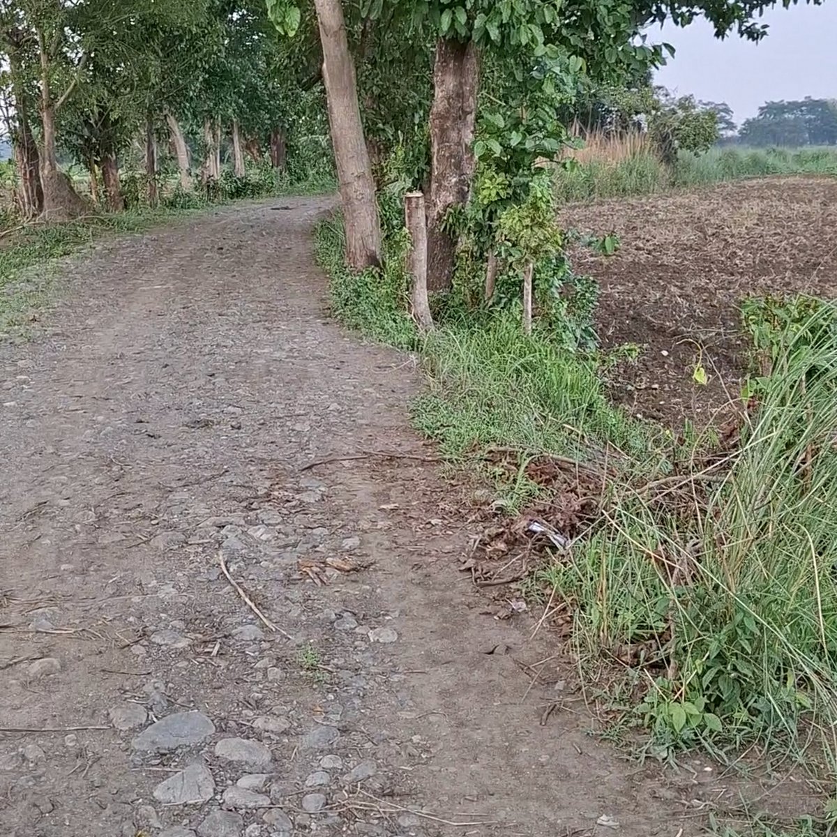 1 hectare Agricultural Farm For Sale in Mangatarem Pangasinan [Lot 🚜