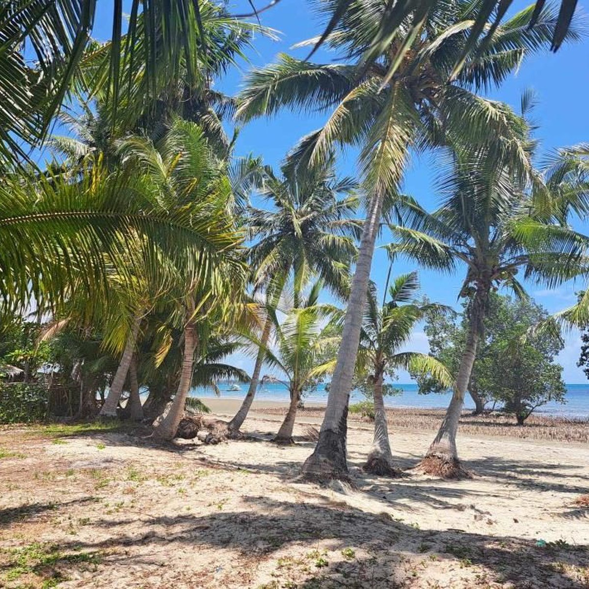 1 hectare Beach Property For Sale in Roxas Palawan [Beach Property 🏖️ ...