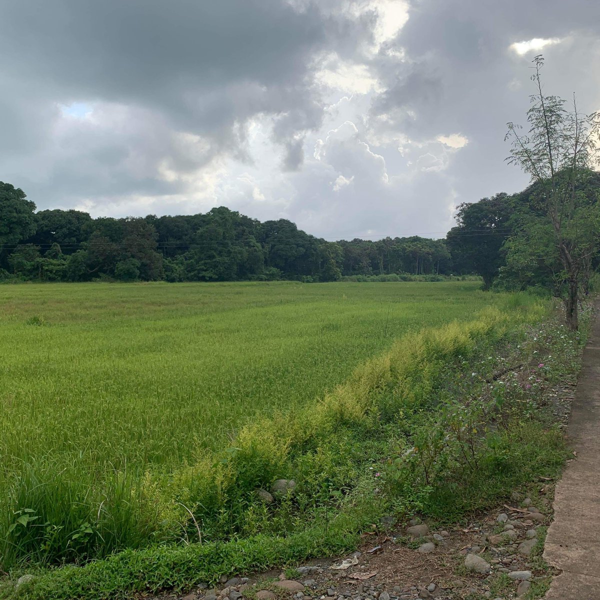 Agricultural Land For Sale [Lot 🚜] (June 2023) in Candelaria, Zambales for sale