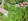 Prime Lot for Sale in Maria Luisa Cebu City