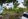 Lot for SALE in Agus, Lapu-Lapu City inside subdivision