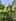 Irrigated Agricultural Rice Field for Sale in San Pedro, Alegria, Surigao del Norte