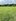 Farm lot 15,000 in cuyapo Nueva Ecija