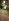 Lot for sale, Calamansi and Mango farm, more or less 2 hectares, Tarlac City...