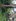 Land for sale planted with coconut trees and others trees. 3.2hec.